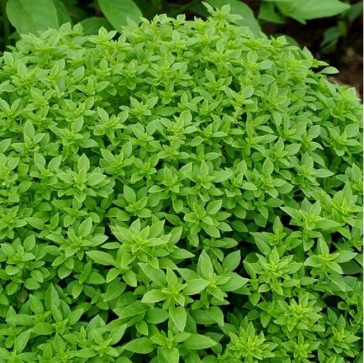 Базилик Лимонные дольки, 5г семян