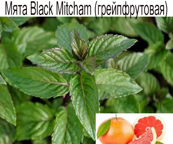 Мята Black Mitcham (грейпфрут)