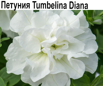 Петуния Tumbelina Diana