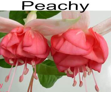 Фуксия Peachy ампель