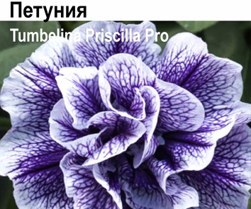Петуния Tumbelina Priscilla Pro