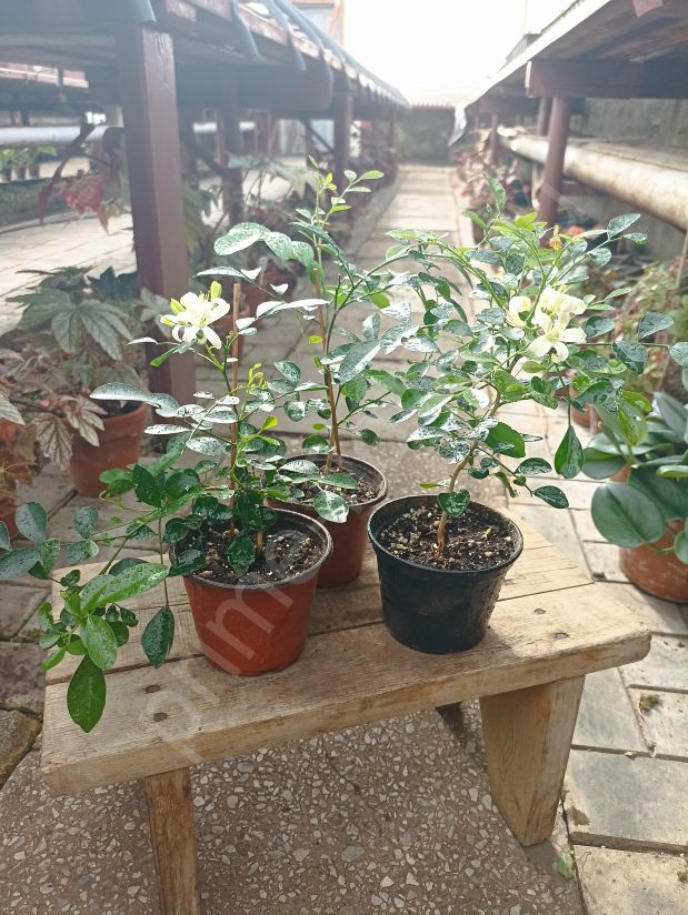 Муррайя метельчатая цветущая