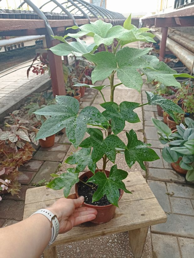 Фатсхедера