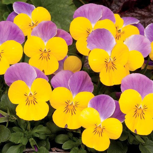 Виола рогатая (Viola cornuta) Sorbet Yellow Pink Jump Up, 100 семян