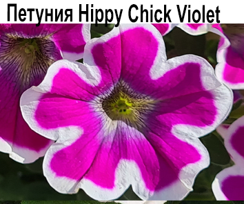 Петуния Hippy Chick Violet