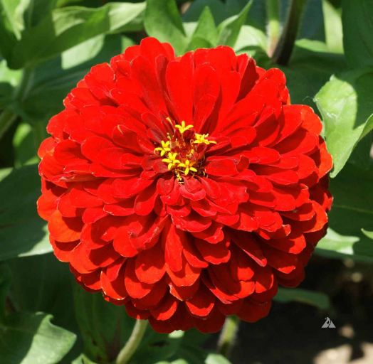 Цинния изящная (Zinnia elegans) Scarlet Flame, 2,5г семян