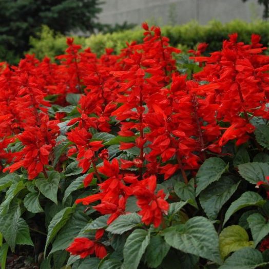 Сальвия блестящая (Salvia splendens) Scarlet Piccolo, 1г семян