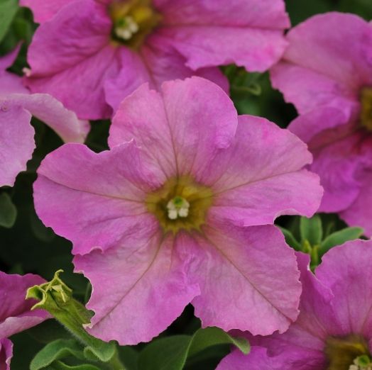 Петуния крупноцветковая (Petunia grandiflora F1) Sophistica Twilight, 50 драже