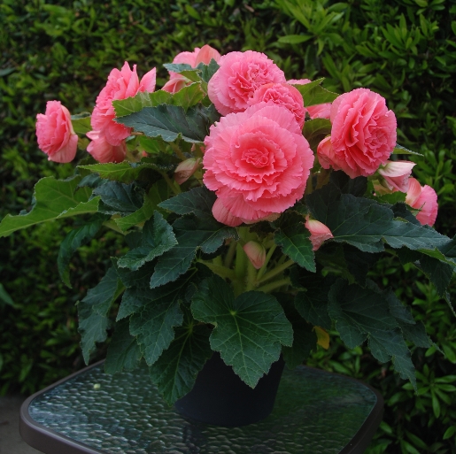 Бегония клубневая (Begonia tuberosa) Amerihybrid Ruffled Pink, 25 драже