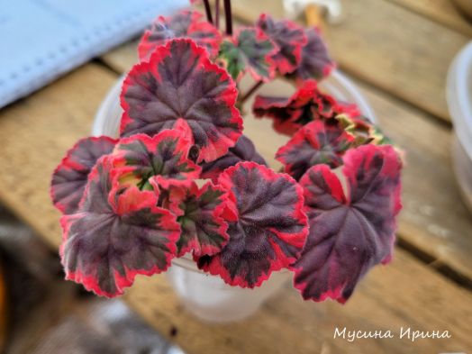 Ray Bidwell № 0756