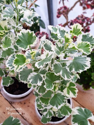 Torento variegated № 1836