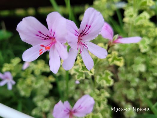 P. crispum Variegatum № 1820