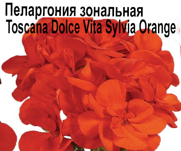 Пеларгония зональная Dolce Vita Sylvia Orange