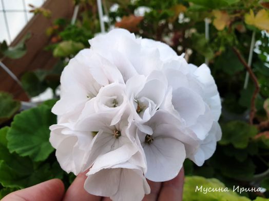 Mike Scott MBE № 2504