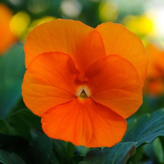 Виола виттрока (Viola wittrockiana) Panola Deep Orange, 100 семян