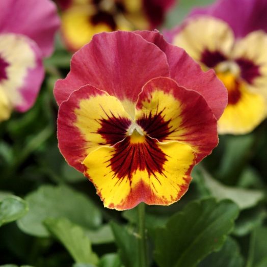 Виола виттрока (Viola wittrockiana) Panola Rose Picotee, 100 семян