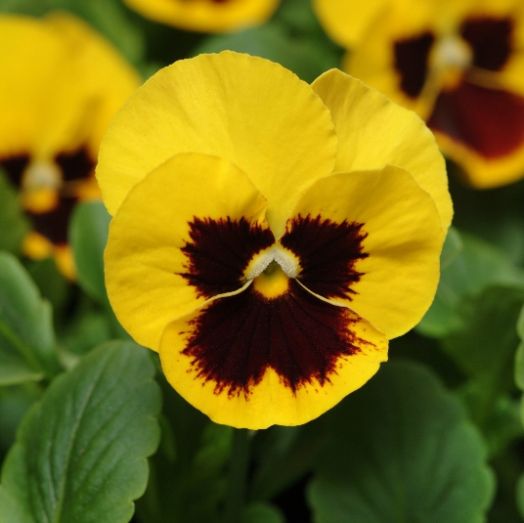Виола виттрока (Viola wittrockiana) Panola Yellow Blotch, 100 семян