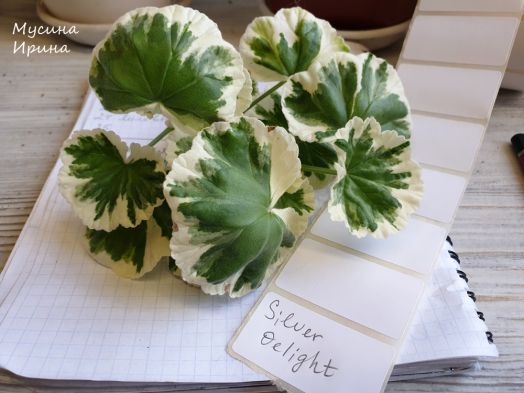 Silver Delight № 0745