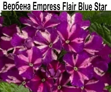 Вербена Empress Flair Blue Star