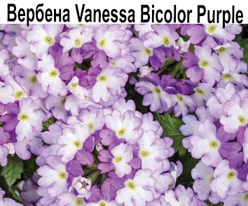 Вербена Vanessa Bicolor Purple