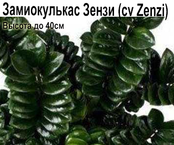Замиокулькас Зензи