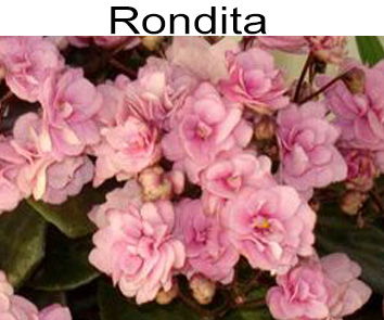 Rondita