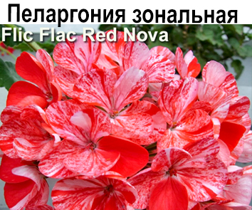 Пеларгония зональная Flic Flac Red Nova