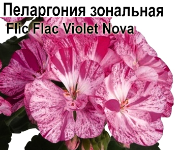 Пеларгония зональная Flic Flac Violet Nova