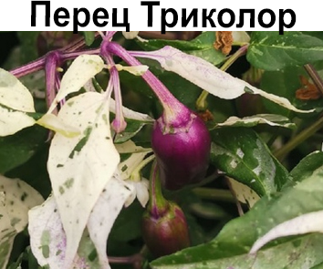 Перец острый Триколор