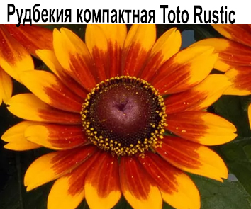 Рудбекия Toto Rustic (многолетник)