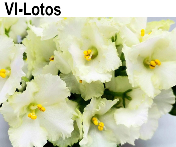 VI-Lotos