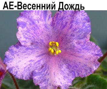АЕ-Весенний Дождь (Архипов)
