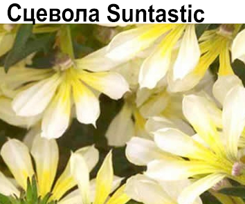 Сцевола Suntastic