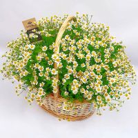 Корзина с ромашками