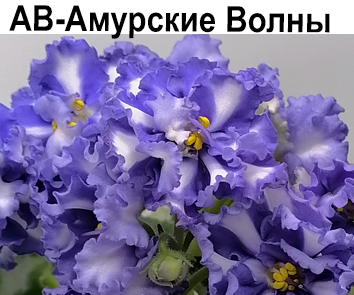 АВ-Амурские Волны химера