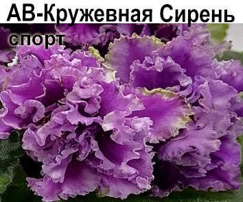 АВ-Кружевная Сирень тёмный спорт
