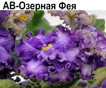 АВ-Озерная Фея
