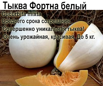 Тыква Фортна белый