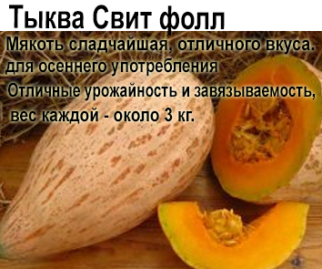 Тыква Свит фолл (Сладкая осенняя)
