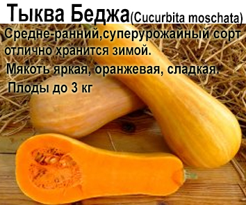 Тыква Беджа
