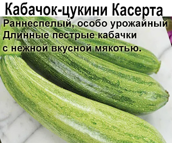 Кабачок-цукини Касерта