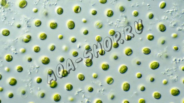 Наннохлоропсис (Nannochloropsis) - готовый фито для кормления