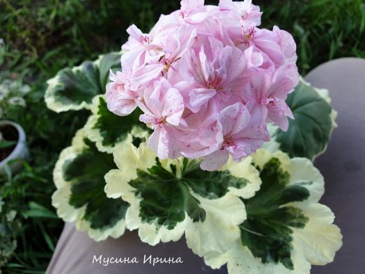 Silver Lady № 0713