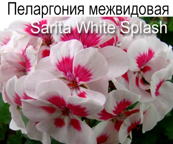 Пеларгония межвидовая Sarita White Splash