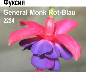Фуксия General Monk Rot Blau куст