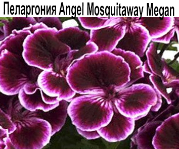 Пеларгония ангельская Mosguitaway Megan