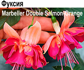Фуксия Marbeller Double Salmon Orange