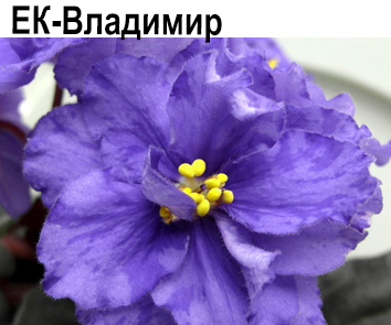 ЕК-Владимир (Коршунова)