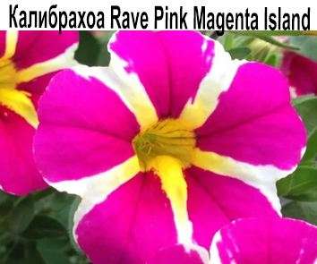 Калибрахоа Rave Pink Magenta Island