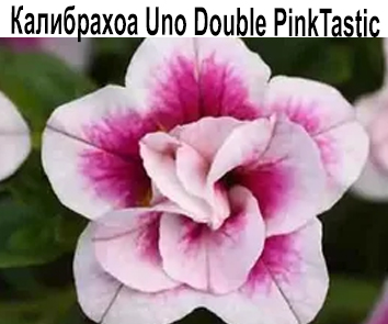 Калибрахоа Uno Double Pink Tastic